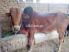Sahiwal bull the best generation of bull for get meat