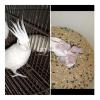 Pin feather chicks Albino Cokatiel for hand tame