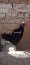 Astrolop rooster for sell