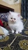 White Triple Coated Punch Face Persian