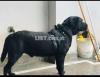 Pure Black Labrador Retriever Pedigree + Dog Food