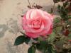 2 Rose Plants are For Sale
