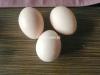 Organic Eggs(Desi Anday)