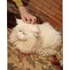 Persian Male Cat Available For cross / stud