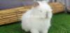 English Angora Female Bunny Rabbit Fancy Imported Show Quality