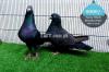 4 Fancy Pigeon Pairs