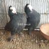 2 Black mukhi breeder pair