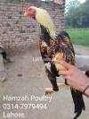 Aseel Jawa, Lkha, Cheena breeder and chicks for sale