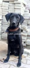 Black color Labrador male age 12 month