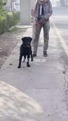 My best quality labrador female for sel