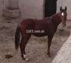 Out standing and pure desi filly for sale