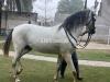 Grey Beautiful stallion