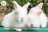 Red eye White English Angora Rabbit Bunnies Pair! Parents imported