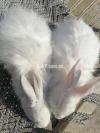 Gaint angora rabbits adult ready to breed male price per piece h