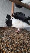English fence Black fantail pigeon