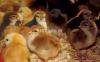 Day Old RIR Chicks for Poultry Farmers & Hobbyists-95% Survival