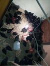 Australorp Chicks
