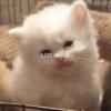 Persian Cat kitten