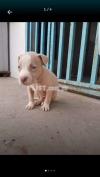 Pitbull Pup For Sell