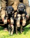 German Shepherd long coat male and female for sale 1 month