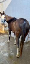 Mare for sale 5 kalyaan