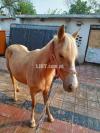 Horse Pahlamino