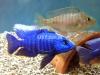 Electric blue Cichlids Aquarium fish