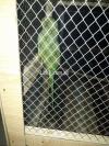 For sale green parrot