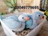 Blue & cinnamon blue ringneck chicks