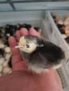 Australorp Chicks Available