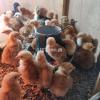 Rir And Austrolorp chicks Available
