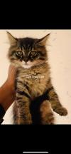 2 months old persian male  kitten