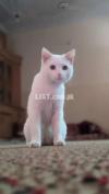 White snow cat