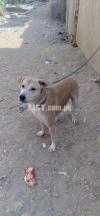 Labrador dog breed for sale