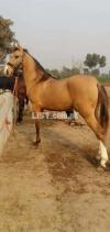 Desi breed horse