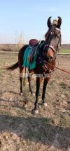 Desi female horse age 4 year colour black