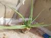 Aloe vera plant grennly