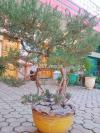 Bonsai Tree, 25 yro, full circle, evergreen insect repellent.