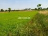 8 kanal agricultural land for rent with boundary wall electricity