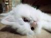Persian Kittens | Punch face | Pure Persian Cat Breed