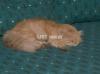 femaial persian cat age 2 yras 6500