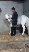 Mashallah beautiful horse egg white paour nukra age 4 year vachera