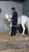 Golden chance Egg white Chehra 4 years Old