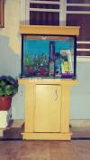 FISH & AQUARIUM FOR SELL WITH COMPLETE ACCESSORIES