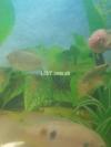 Blue line giant gourami 3 pairs healthy and active