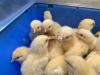 1 Week Old Light Sussex Chicks - Perfect Dual Purpose Breed