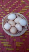Fertile Desi Eggs