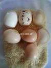 Quality fertile and fresh eggs for hatch available