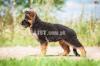 Gsdcp pedigree top notch 4 months old german shepherd puppies