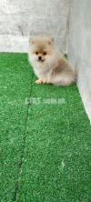 Pomeranian pups available